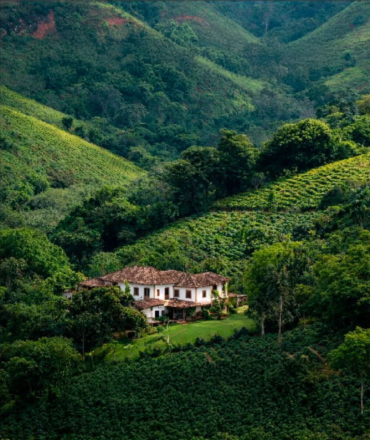 Roça de café em Varginha, MG